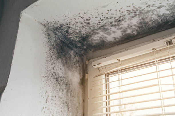 Affordable Basement Mold Removal solutions in Henderson, GA